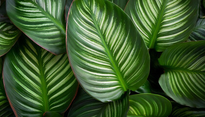 Calathea Leaf, Creative background design, focus on the pile of fresh Calathea