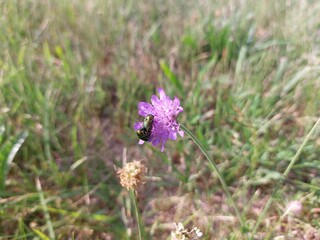 Bugs on the purple flower