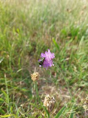 Bugs on the purple flower