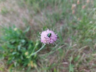 Bugs on the purple flower