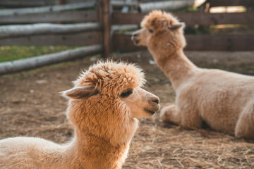 very beautiful calm and cute alpacas
