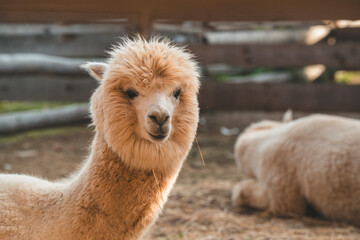 Fototapeta premium very beautiful calm and cute alpaca 