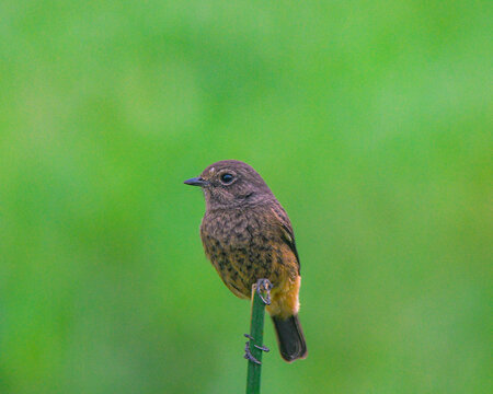 Beautiful Pied Bush-chat sitting on the perch withe beautiful background