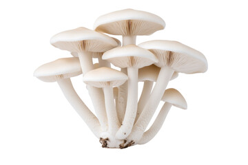 Fresh White Mushrooms with Delicate Caps and Stems