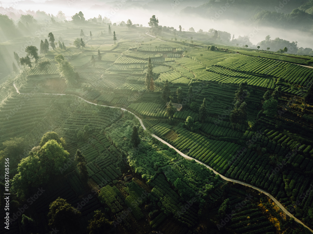 Canvas Prints Aerial view of beautiful tea terrace landscape in China