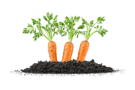 Fresh Carrots Growing in Rich Black Soil
