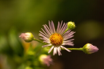 daisy flower