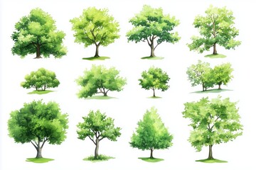 Naklejka premium Set of watercolor green tree isolated on white background for landscape and architecture drawing, elements for environment and garden, botanical for section in spring 