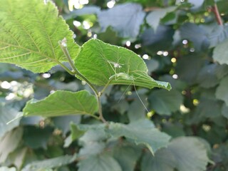 Cricket under the leaf © Sylwia