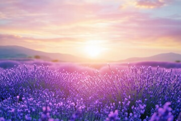 Fototapeta premium Watercolor lavender field. Sunset lavender field. Violet background. France Provence. Spring summer postcard banner. Fragrant flowers. Aroma 