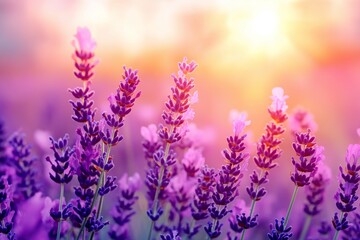 Obraz premium Watercolor lavender field. Sunset lavender field. Violet background. France Provence. Spring summer postcard banner. Fragrant flowers. Aroma 