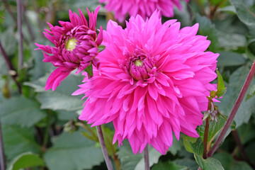 Purple fimbriated Dahlia ‘Cornwall Island’ in flower.