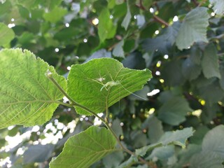 Cricket under the leaf © Sylwia
