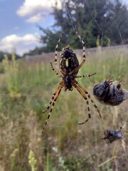 spider on cobweb with prey © Sylwia
