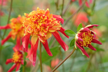 Red and yellow star anemone Dahlia ‘Octopus Sparkle’ in flowe