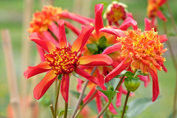 Red and yellow star anemone Dahlia ‘Octopus Sparkle’ in flowe
