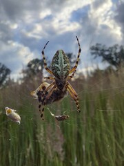 spider on cobweb with prey © Sylwia