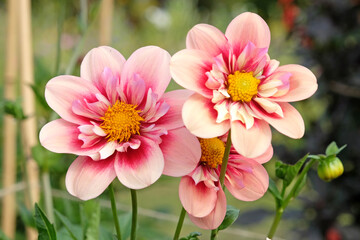 Pink and cream collarette dahlia ‘Rhubarb and Custard' in flower.
