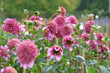 Pink, purple and yellow anemone Dahlia ‘Fenna Baaij’ in flower.
