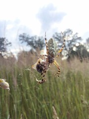 spider on cobweb with prey