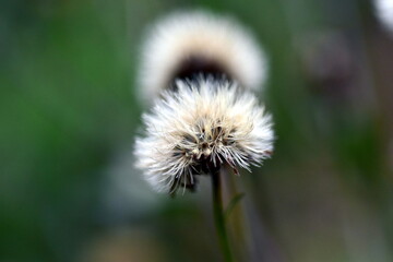 Samen an einer Berg-Aster
