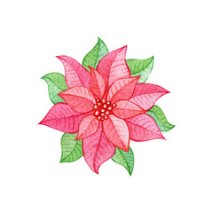 Christmas and New year watercolor hand drawn png decoration: a poinsettia flower. Element for design pattern, invitation, textile, card, scrapbook. One object isolated on transparent. 