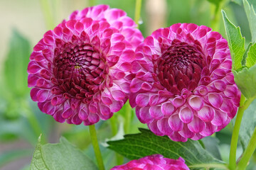 Purple and white pompon dahlia ‘Downham Peggy’ in flower.