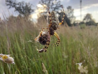 spider on cobweb with prey © Sylwia
