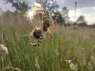 spider on cobweb with prey