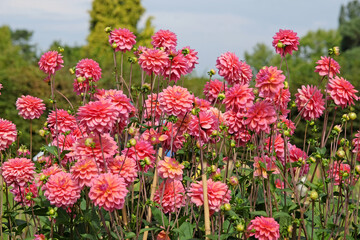 Pink decorative dahlia ‘Great Silence’ in flower.