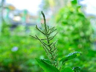 Amaranthus plant in bloom with blurred background