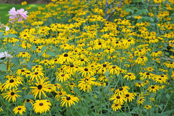 Obraz premium Yellow Rudbeckia ‘Goldsturm’, also known as Black eyed Susan, Gloriosa Daisy, or Yellow Ox Eye in flower.