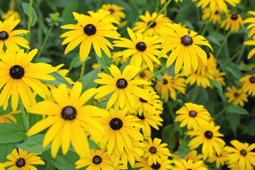 Yellow Rudbeckia ‘Goldsturm’, also known as Black eyed Susan, Gloriosa Daisy, or Yellow Ox Eye in flower.