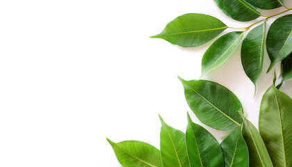 Obraz premium Cutout Panoramic green leaves foliage on side position provides copy space for text. background concept isolated white