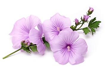Obraz premium Blossom flower petal plant.