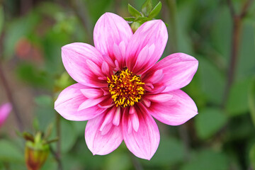Obraz premium Pink and purple collarette Dahlia ‘Skyfall’ in flower.