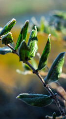 Macro de feuilles avec du givre
