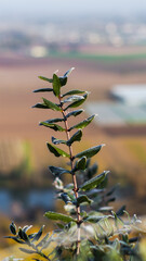 Macro de feuilles avec du givre