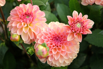 Salmon and coral pink decorative dahlia ‘Sebastian’ in flower. © Alexandra