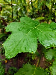 leaf with water drops