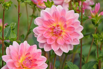 Obraz premium Pink and yellow waterlily dahlia ‘Twiggy’ in flower.