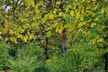 Herbstliche Bäume im Botanischen Garten in Freiburg