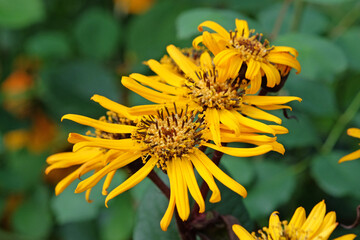 Ligularia dentata, also known as summer ragwort or leopard plant ‘Britt Marie Crawford’ in flower.