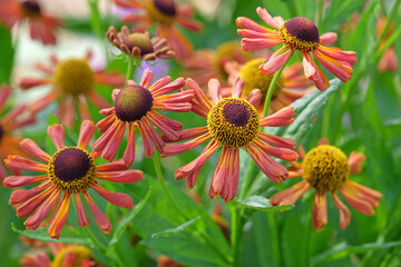 Orange and yellow helenium sneezeweed ‘Loysder Wieck’ in flower.