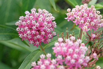 Pink Asclepias incarnata, the swamp milkweed, rose milkweed, rose milkflower, swamp silkweed, or white Indian hemp in flower.