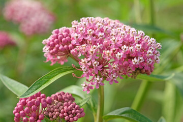 Pink Asclepias incarnata, the swamp milkweed, rose milkweed, rose milkflower, swamp silkweed, or white Indian hemp in flower.