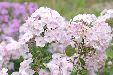 White and pink Phlox paniculata ‘Monica Lynden Bell’ in flower.