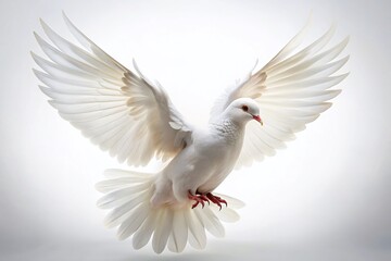 Majestic White Dove in Midflight with Detailed Wings Captured in Long Exposure on White Background for Stunning Wildlife Photography