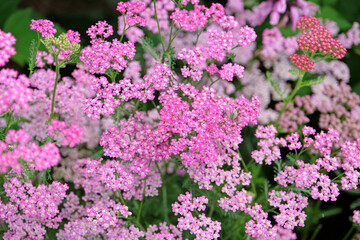 Obraz premium Achillea millefolium, Pink common yarrow ‘Cerise Queen’ in flower.