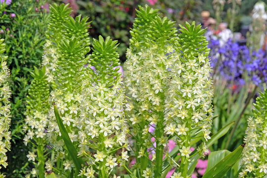 White cream Eucomis pole evansii, or giant pineapple lily, &lsquo;White Goliath&rsquo; in flower.
